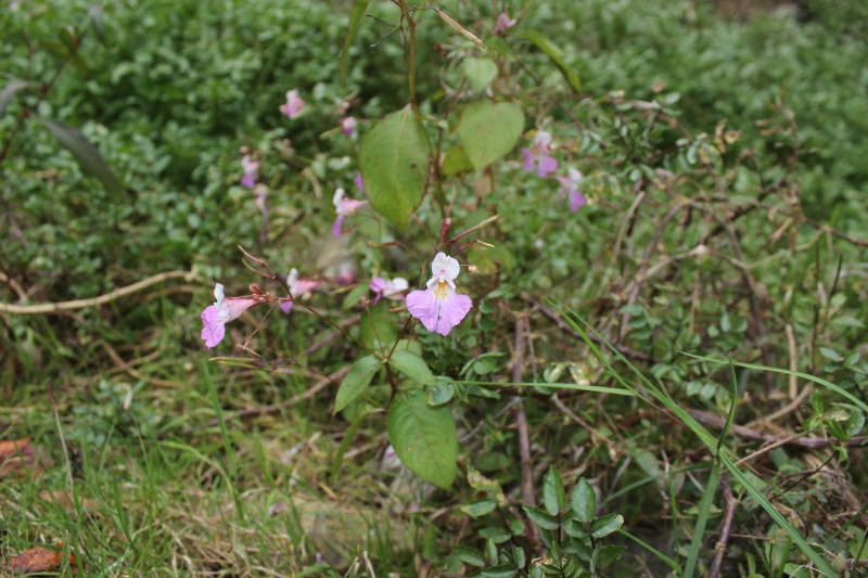 fiore in riva al fiume: Impatiens balfourii